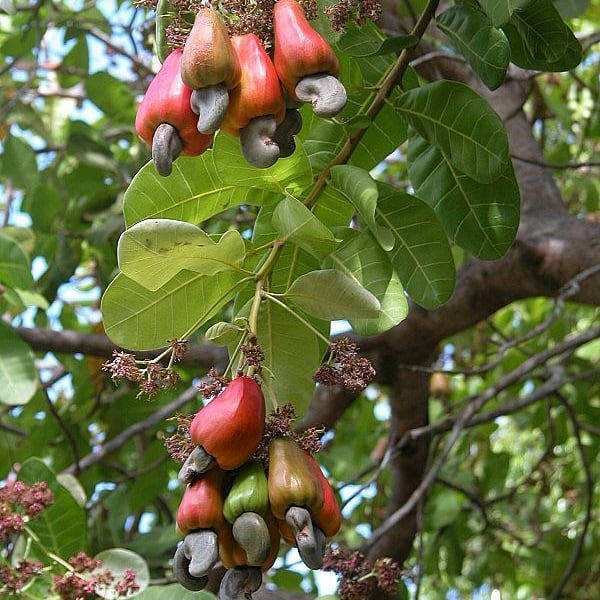 kayanuts_20210120_17.jpg